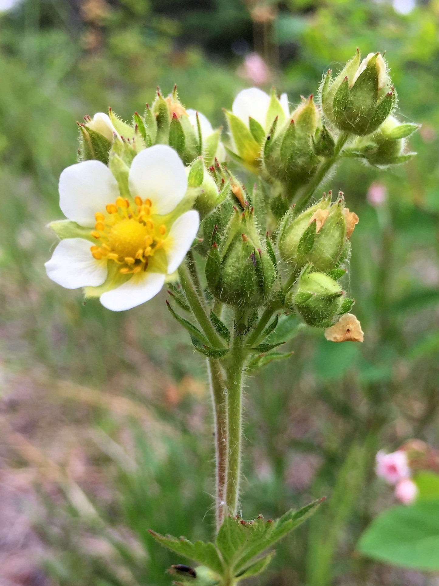 50 Prairie Cinquefoil (Potentilla Drymocallis Arguta) Seeds