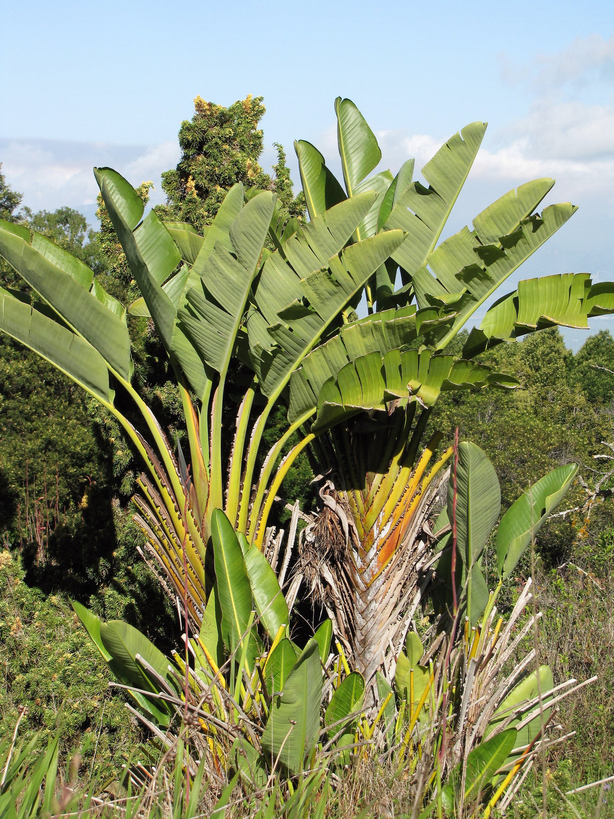 5 GIANT BIRD OF PARADISE Tree Strelitzia Nicolai Wild Banana White Crane Blue Purple Flower Houseplant Seeds