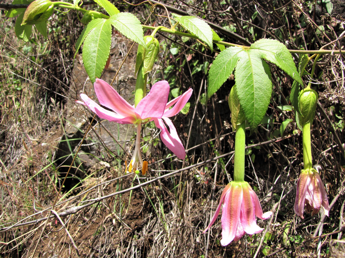 10 Banana Passion Fruit (Passiflora Mollissima) Seeds