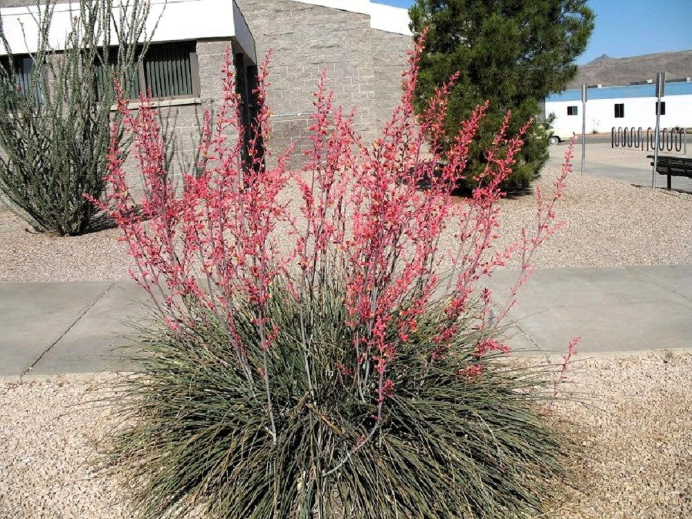 Red Yucca (Hesperaloe parviflora) Seeds – 1,000 ct