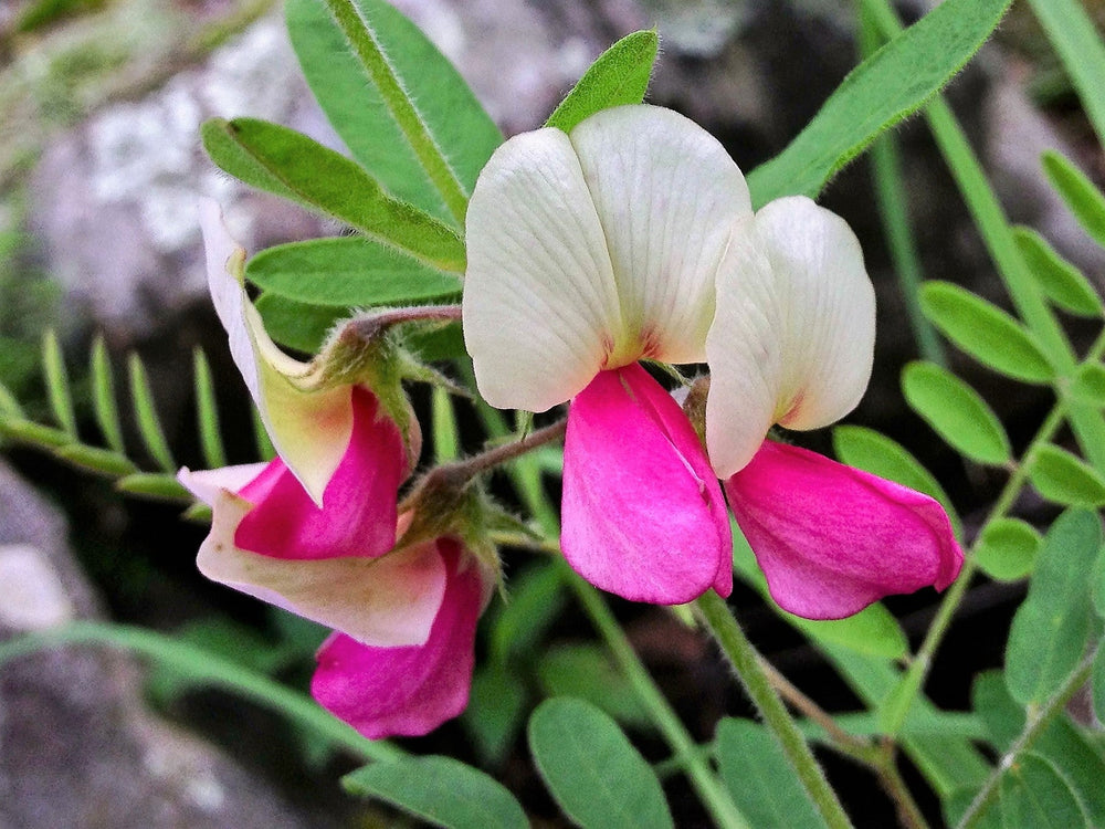 30 Goat's Rue (Tephrosia Virginiana Cracca) Seeds