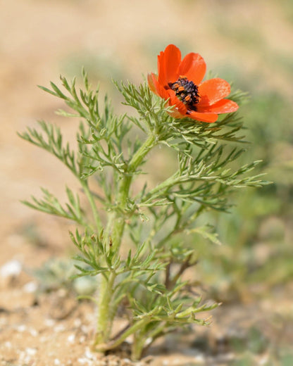 10 Adonis/Pheasant's Eye (Adonis Aestivalis) Seeds