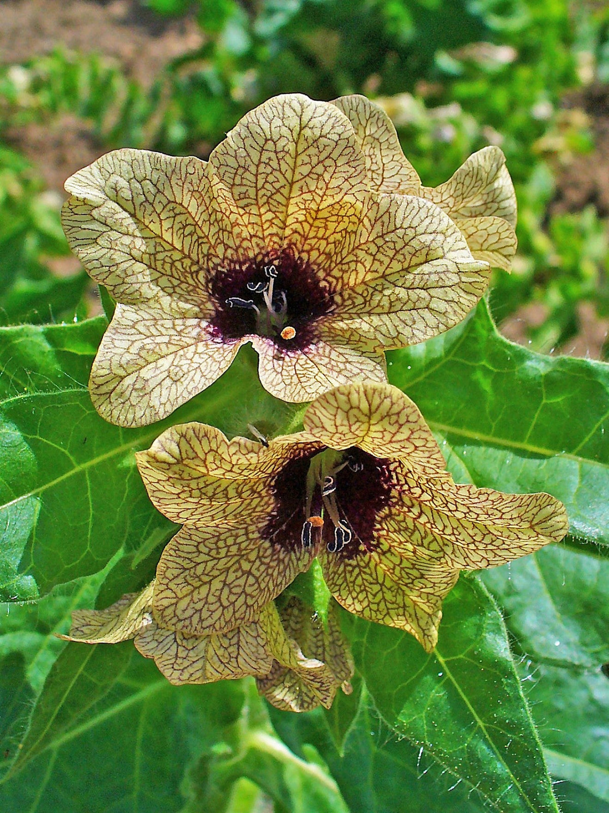 Black Henbane (Hyoscyamus niger) Seeds – 200 ct