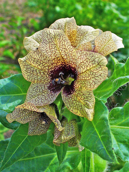 Black Henbane (Hyoscyamus niger) Seeds – 200 ct