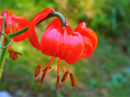10 CORAL LILY Siberian Turk's Cap Lilium Pumilum Coral Red Fragrant Flower Seeds