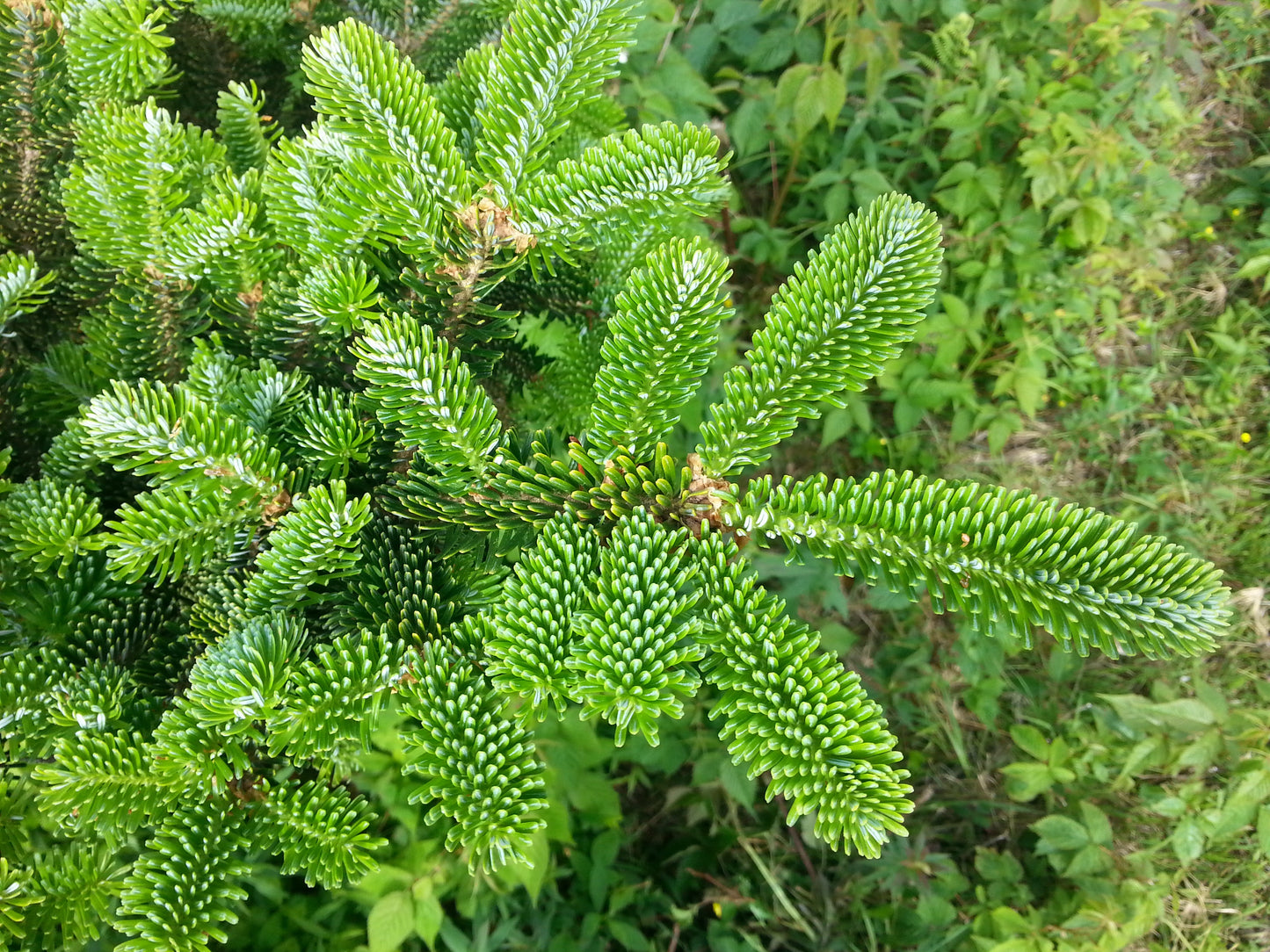 Fraser Fir ( Abies Fraseri ) Seeds
