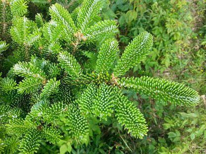 Fraser Fir ( Abies Fraseri ) Seeds