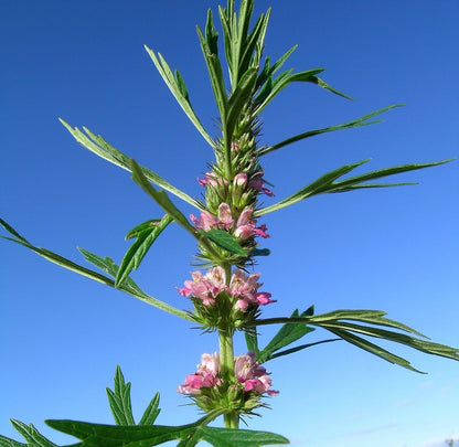 100 Chinese Motherwort (Leonurus Japonicus) Seeds