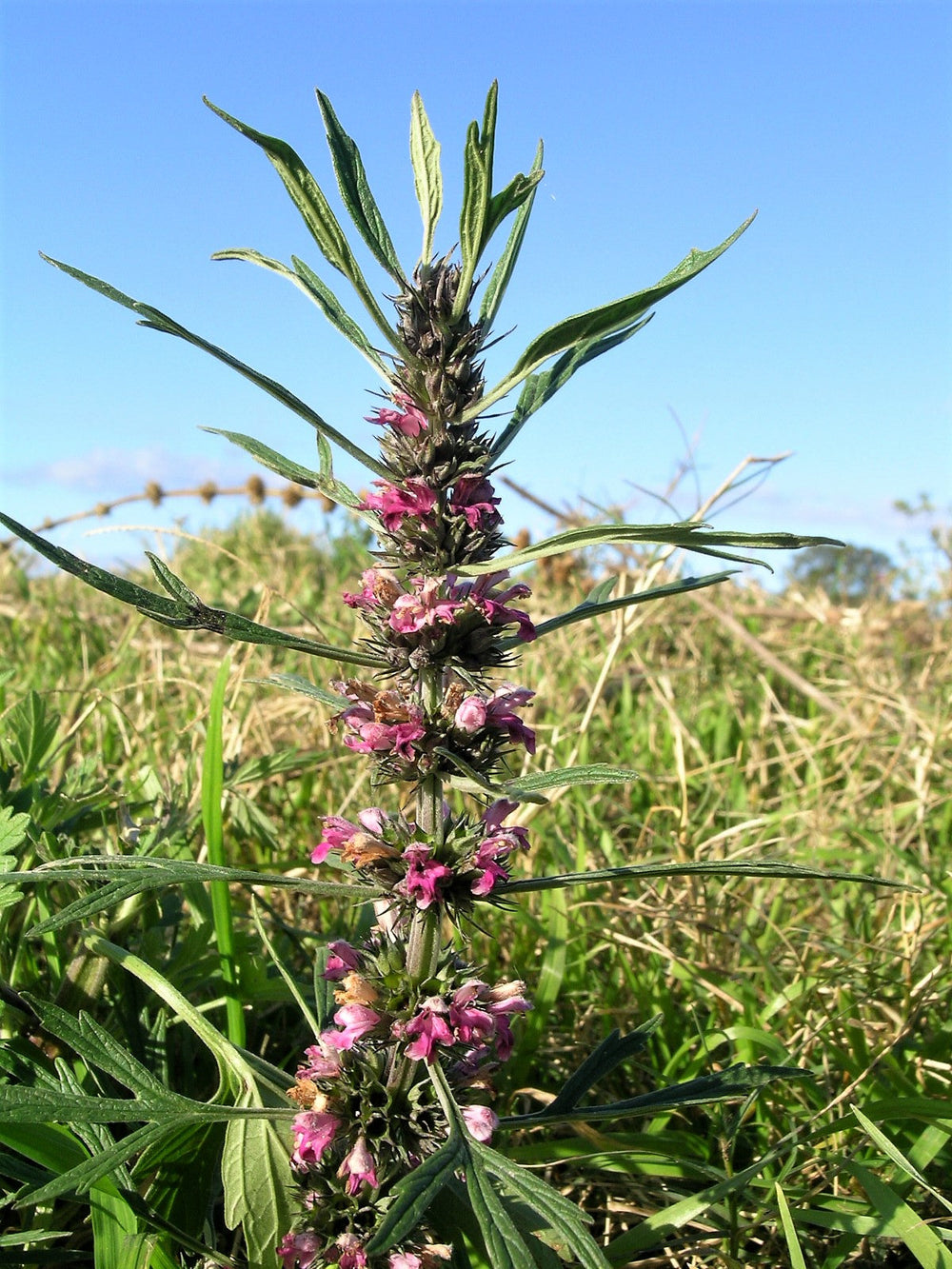 100 Chinese Motherwort (Leonurus Japonicus) Seeds
