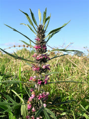 100 Chinese Motherwort (Leonurus Japonicus) Seeds