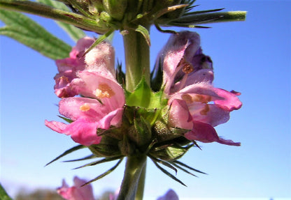 100 Chinese Motherwort (Leonurus Japonicus) Seeds