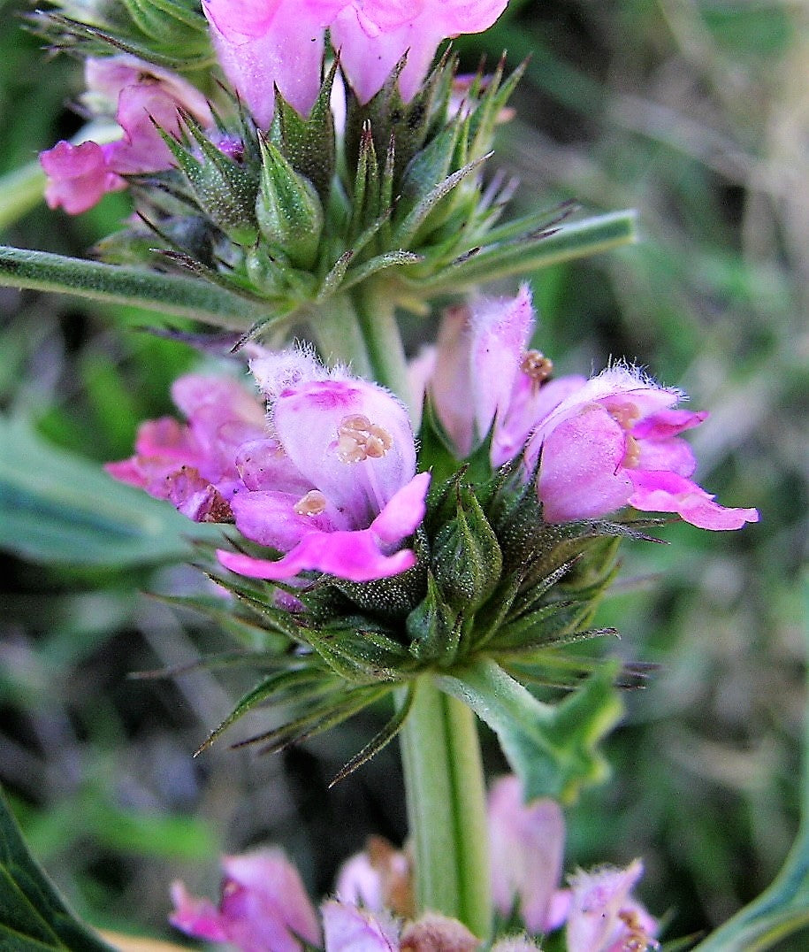 100 Chinese Motherwort (Leonurus Japonicus) Seeds