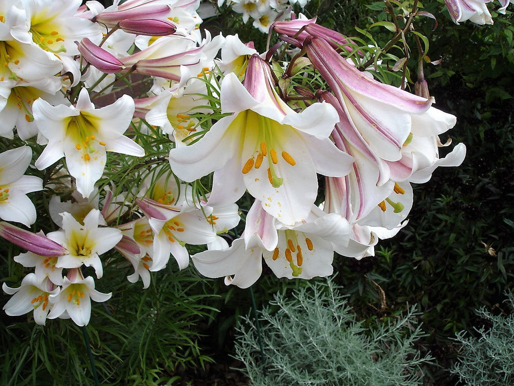 10 Regal Trumpet Lily (Lilium Regale) Seeds