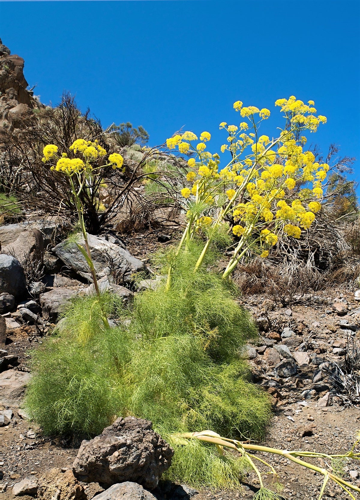 Giant Fennel (Ferula communis) Seeds – 15 ct