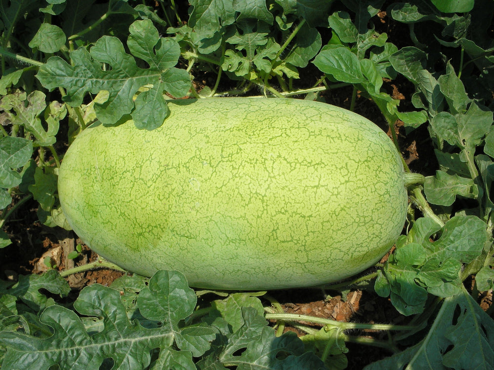 50 Charleston Gray Watermelon (Citrullus Lanatus) Seeds