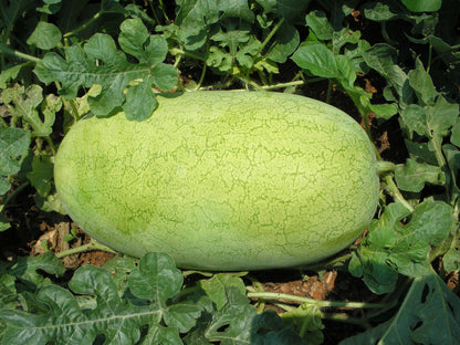 50 Charleston Gray Watermelon (Citrullus Lanatus) Seeds