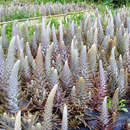 50 Rock Pine (Orostachys Japonica) Seeds
