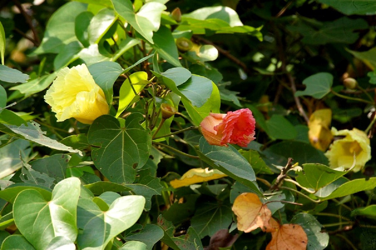 10 PORTIA TREE Yellow Pink Purple Flowers Change Color Pacific Rosewood Tulip Thespesia Populnea Seeds