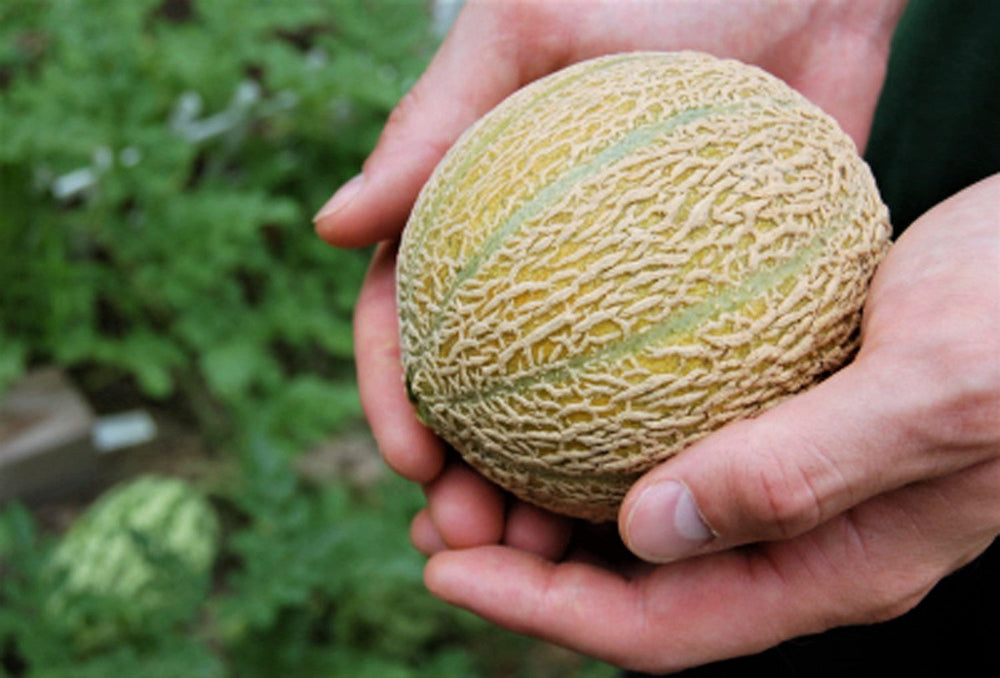 100 Minnesota MIDGET CANTALOUPE MELON Cucumis Melo Reticulatus Fruit Seeds