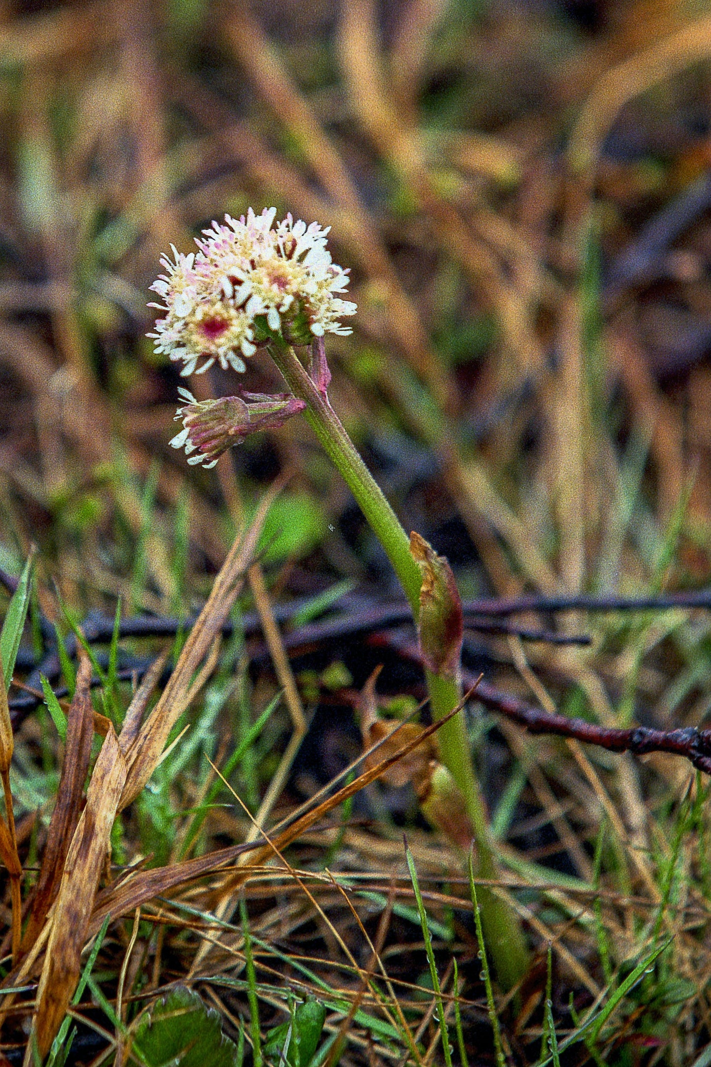 100 Arctic Coltsfoot (Petasites Frigidus) Seeds