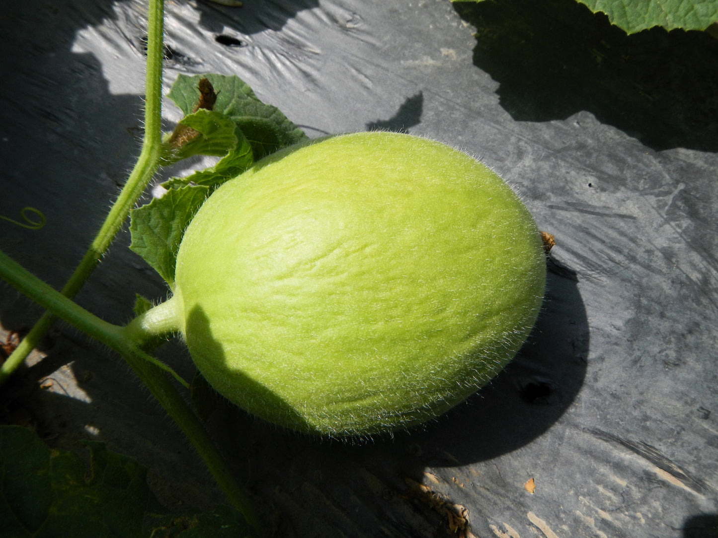 30 Crenshaw Melon / Muskmelon (Cucumis Melo) Seeds
