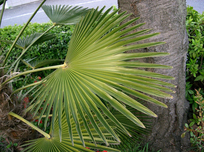 Wagner Windmill Palm (Trachycarpus fortunei 'Wagnerianus') Seeds – 10 ct