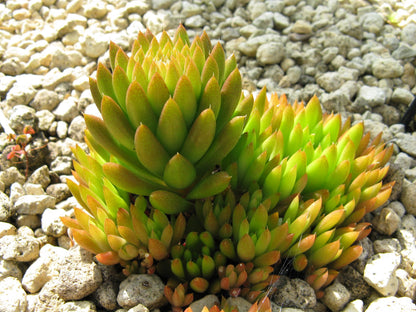 50 Rock Pine (Orostachys Japonica) Seeds