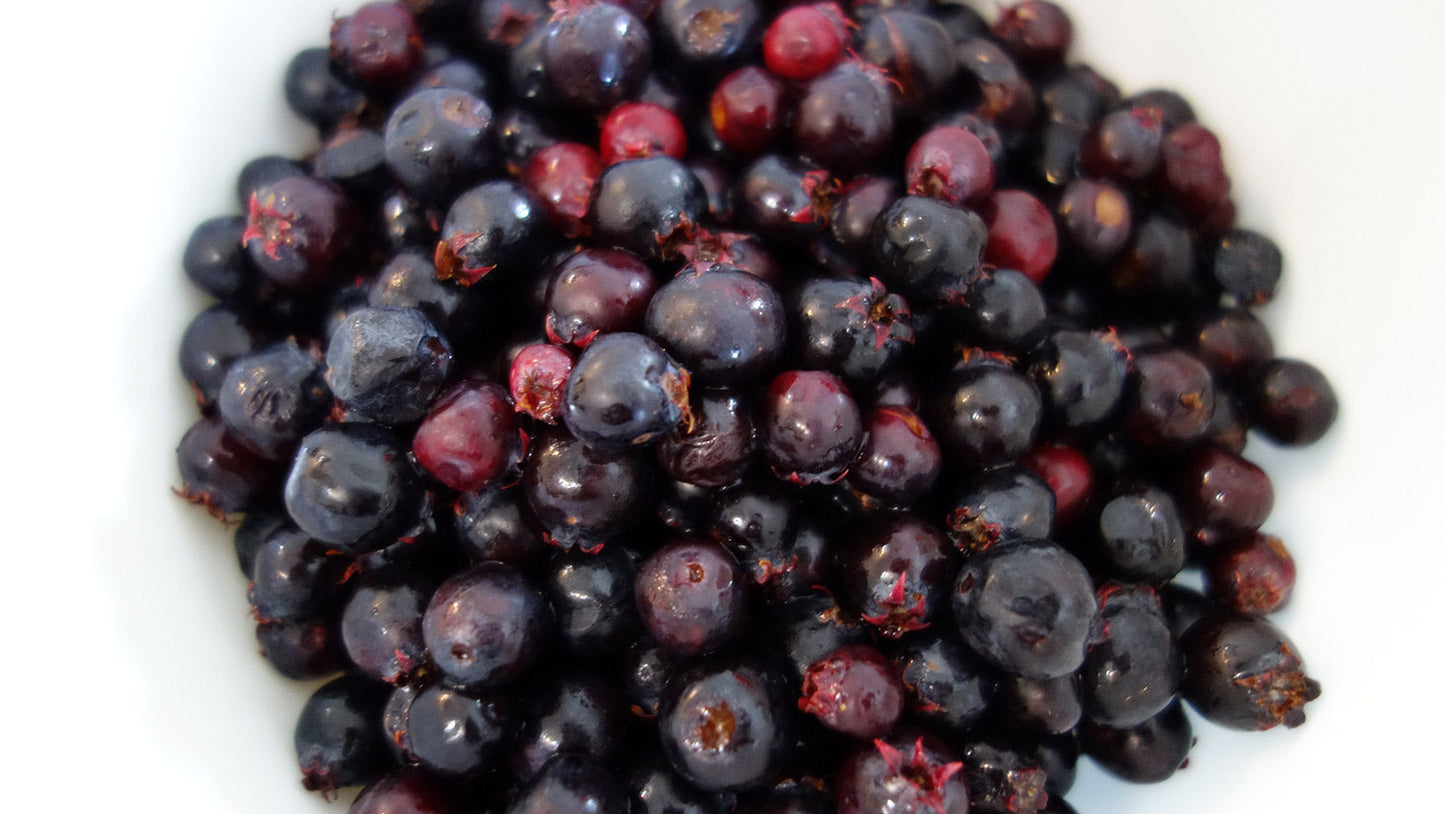 20 Saskatoon Serviceberry (Amelanchier Alnifolia) Seeds
