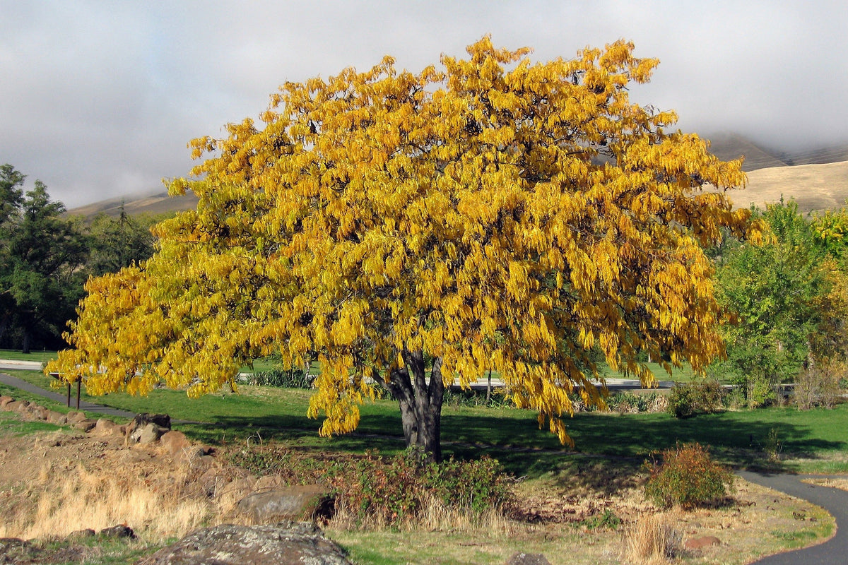 10 Thornless Honeylocust (Gleditsia Triacanthos Inermis) Seeds