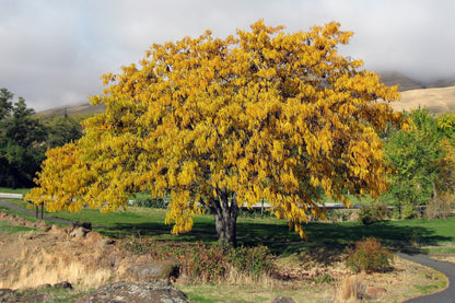 10 Thornless Honeylocust (Gleditsia Triacanthos Inermis) Seeds