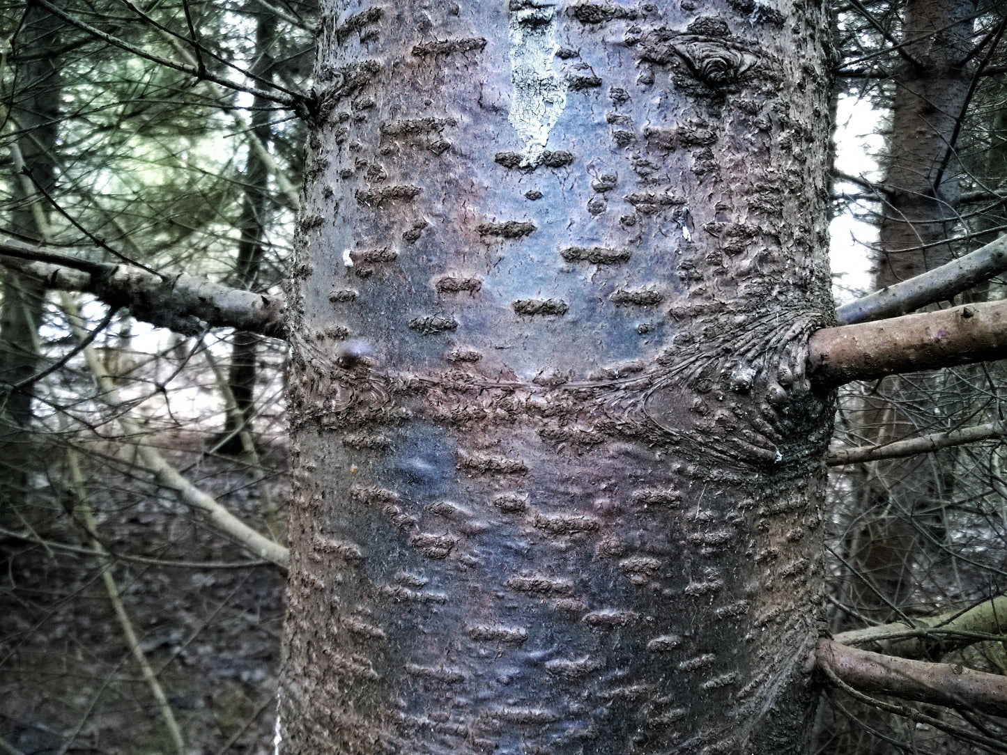 30 Balsam Fir Tree (Abies Balsamea) Seeds