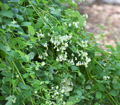 50 Purple Meadow Rue (Thalictrum Dasycarpum) Seeds