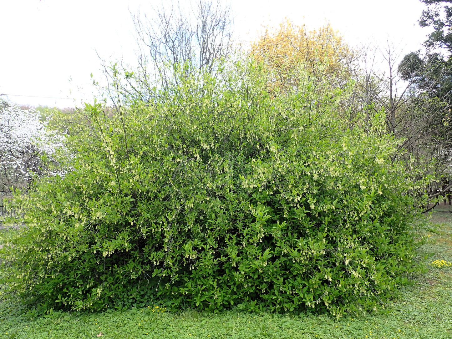 15 Indian Plum (Oemleria Cerasiformis) Seeds