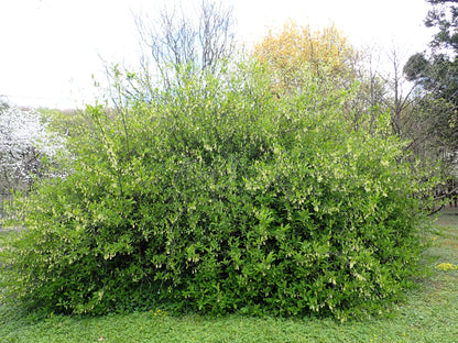15 Indian Plum (Oemleria Cerasiformis) Seeds