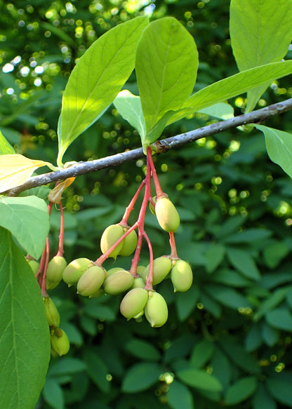 15 Indian Plum (Oemleria Cerasiformis) Seeds