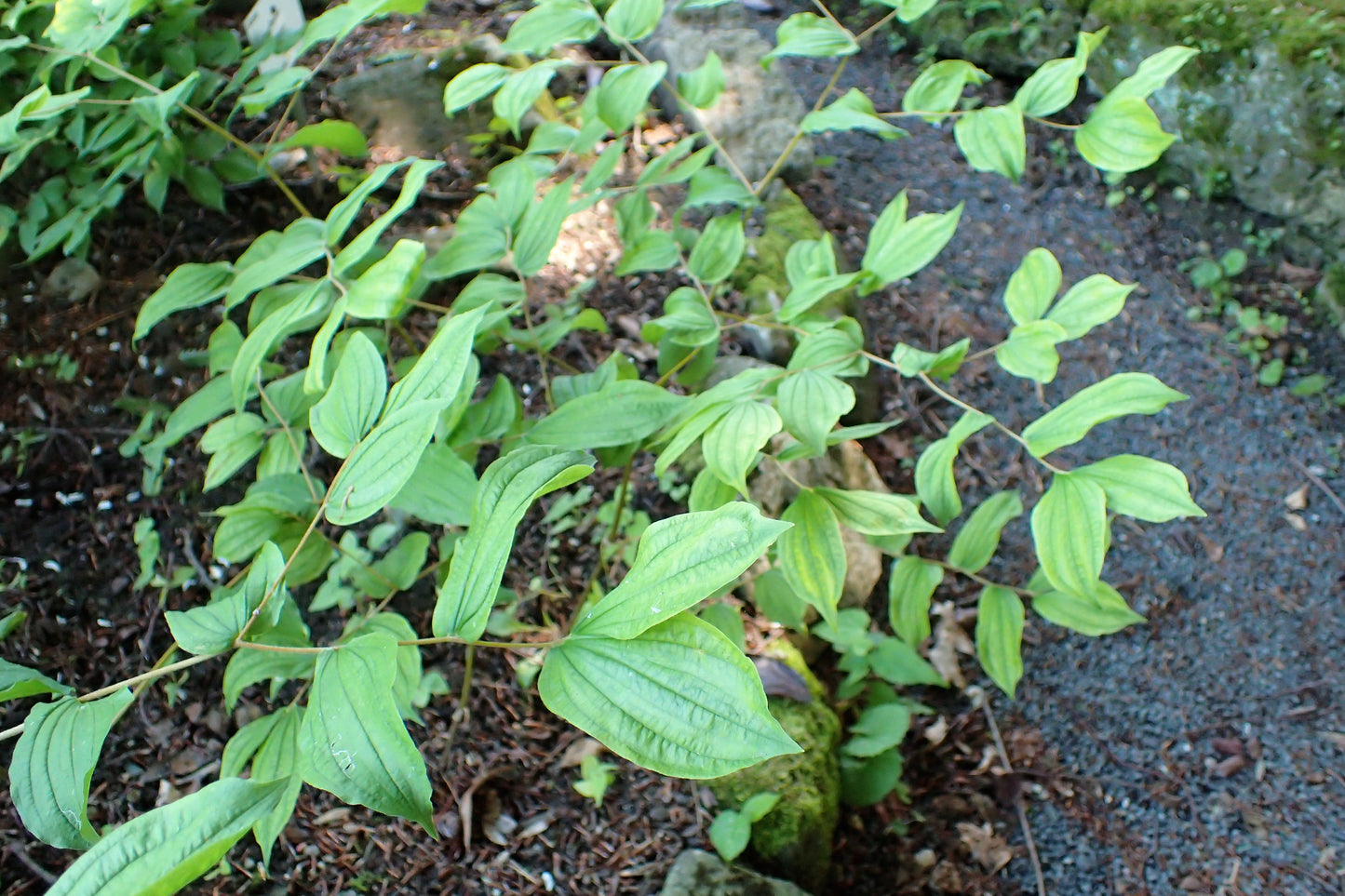 10 Hookers Fairybells (Prosartes Disporum Hookeri) Seeds