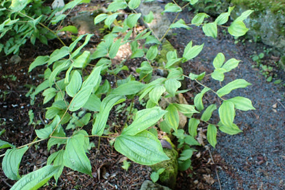 10 Hookers Fairybells (Prosartes Disporum Hookeri) Seeds