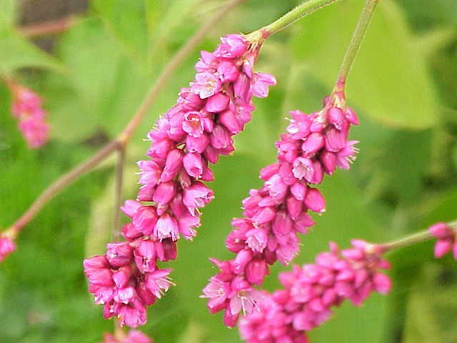 10 Kiss Me Over The Garden Gate (Polygonum Orientale Persicaria Orientalis) Seeds