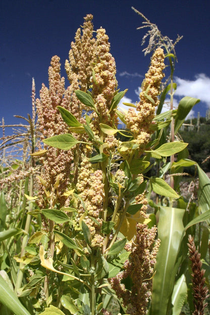 100 Peppermint Quinoa (Chenopodium Quinoa) Seeds