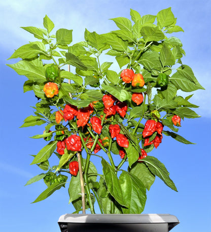 10 Red Carolina Reaper Pepper (Capsicum Chinense) Seeds