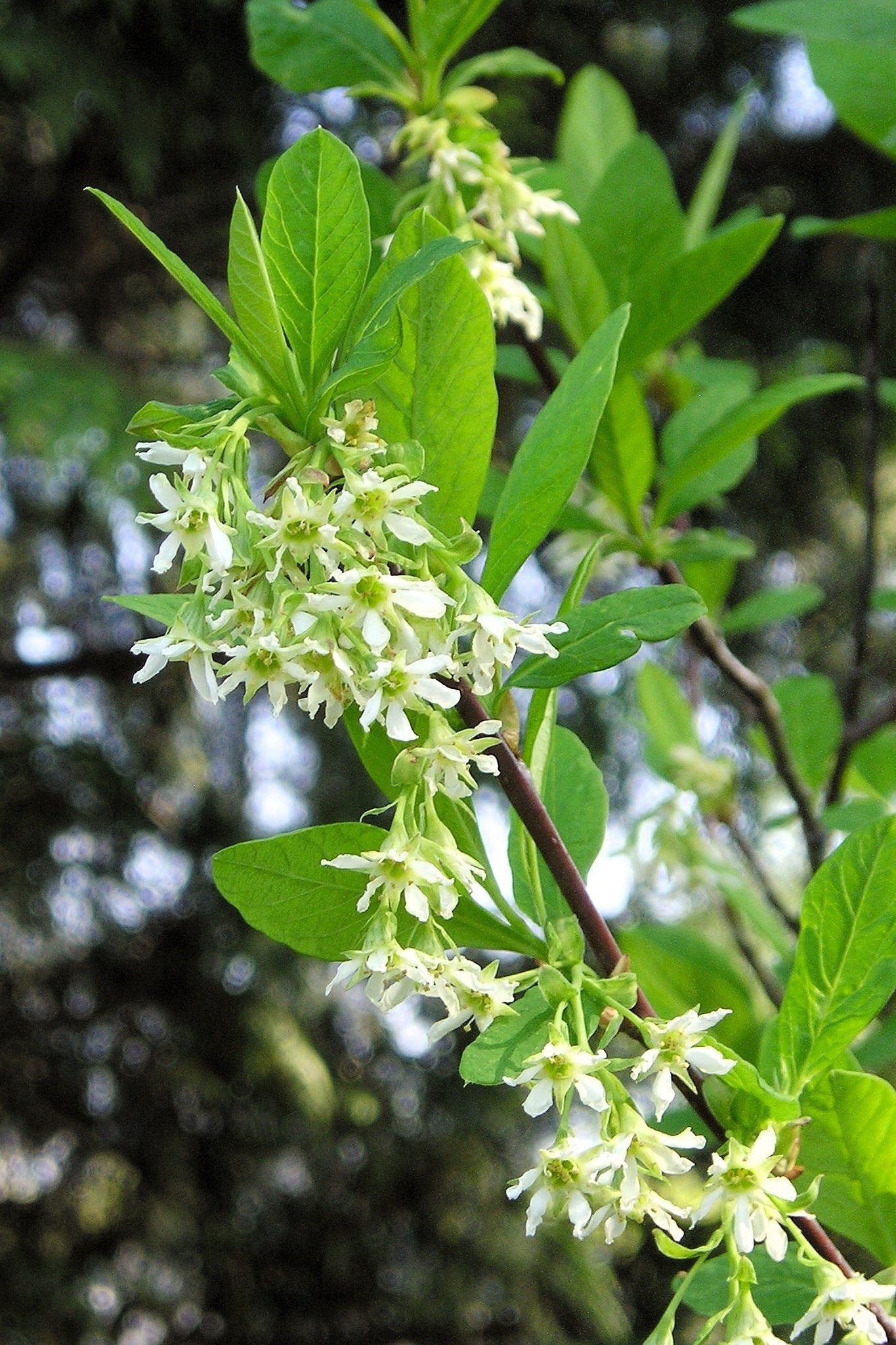 15 Indian Plum (Oemleria Cerasiformis) Seeds