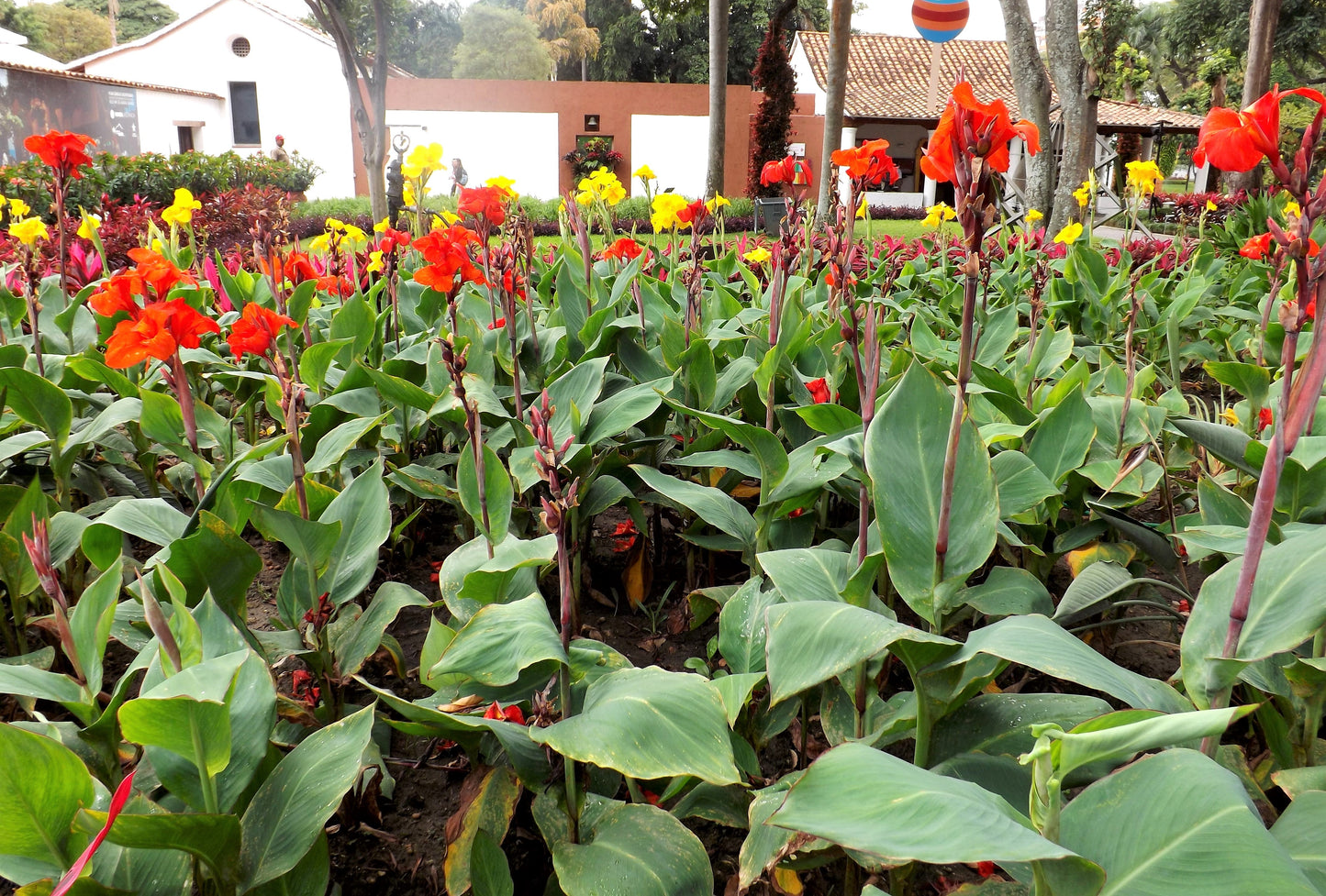 5 Mixed Canna Lily (Canna Generalis) Seeds