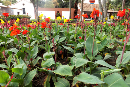 5 Mixed Canna Lily (Canna Generalis) Seeds