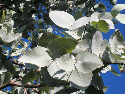 Silver Box Eucalyptus (Eucalyptus pruinosa) Seeds – 10 ct