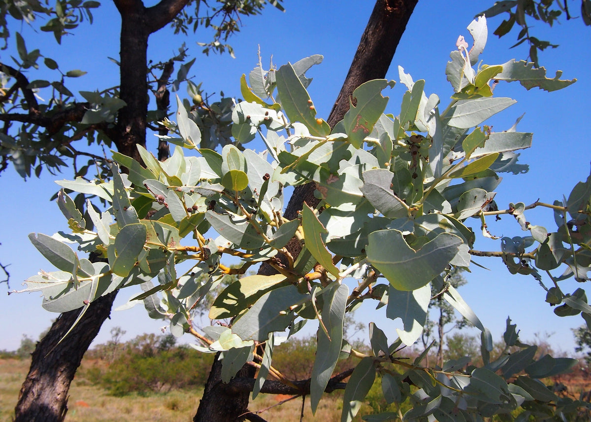 Silver Box Eucalyptus (Eucalyptus pruinosa) Seeds – 10 ct