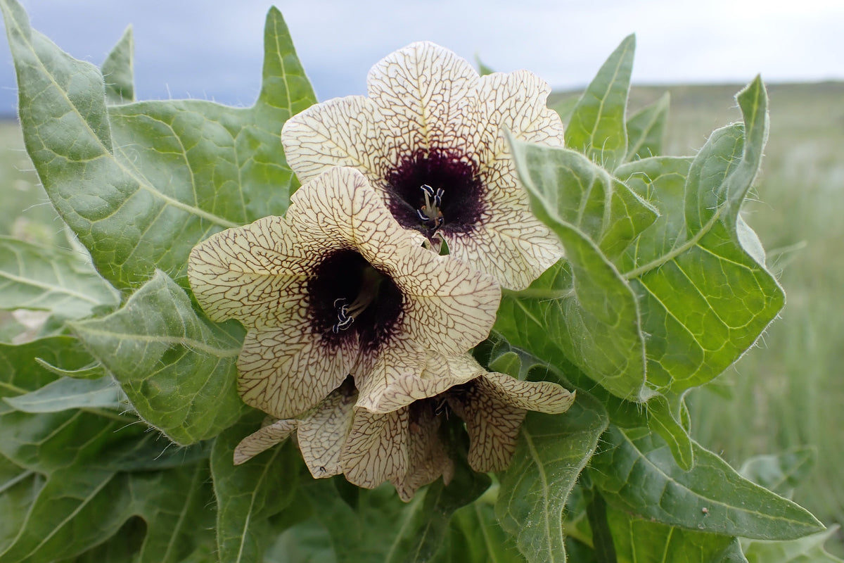 Black Henbane (Hyoscyamus niger) Seeds – 200 ct