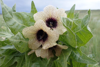 Black Henbane (Hyoscyamus niger) Seeds – 200 ct