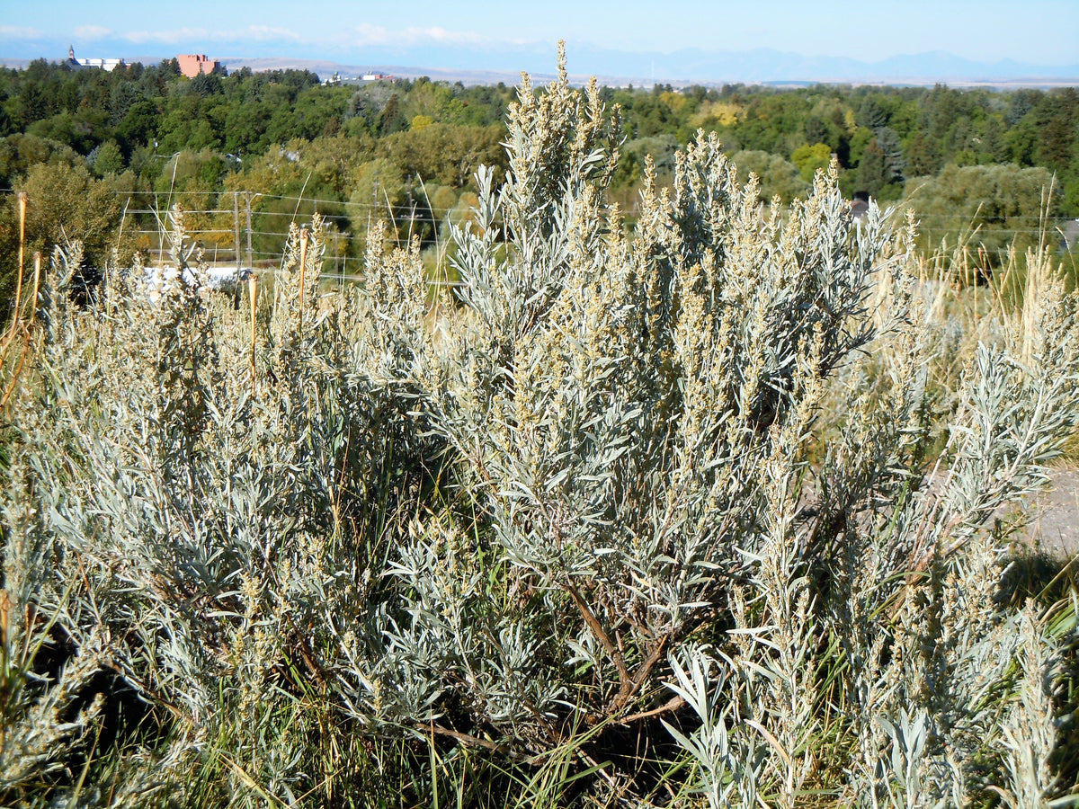 100 SILVER SAGEBRUSH Artemisia Cana Dwarf Sagebrush Silver Wormwood Herb Flower Seeds