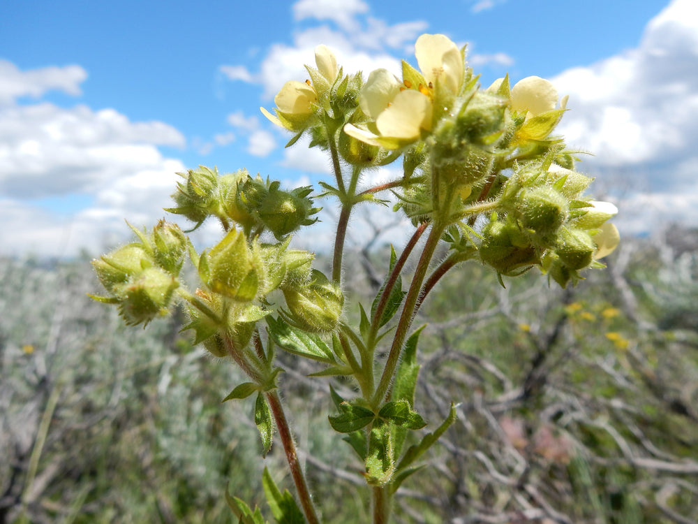 50 Prairie Cinquefoil (Potentilla Drymocallis Arguta) Seeds