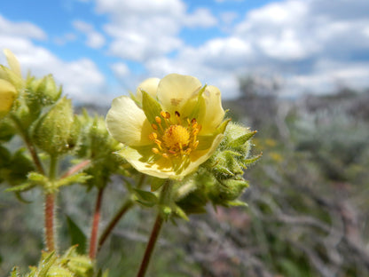 50 Prairie Cinquefoil (Potentilla Drymocallis Arguta) Seeds